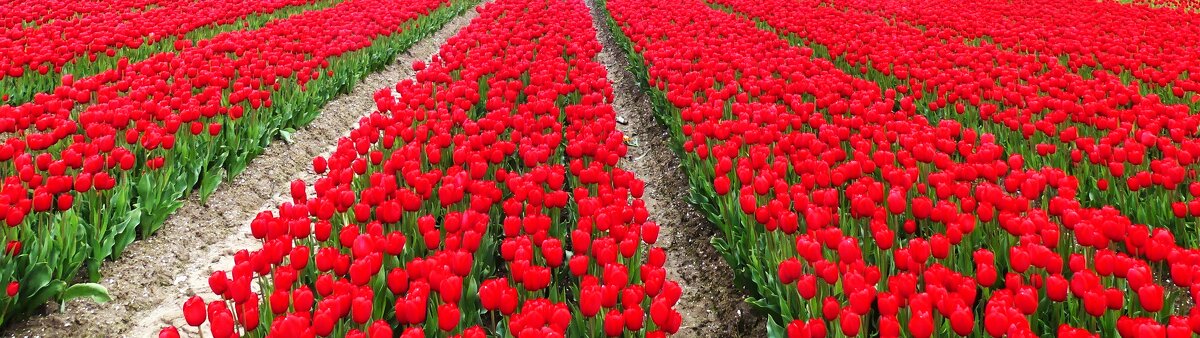 Королевство цветов(серия) - Владимир Манкер Королевство цветов(серия) - Владимир Манкер