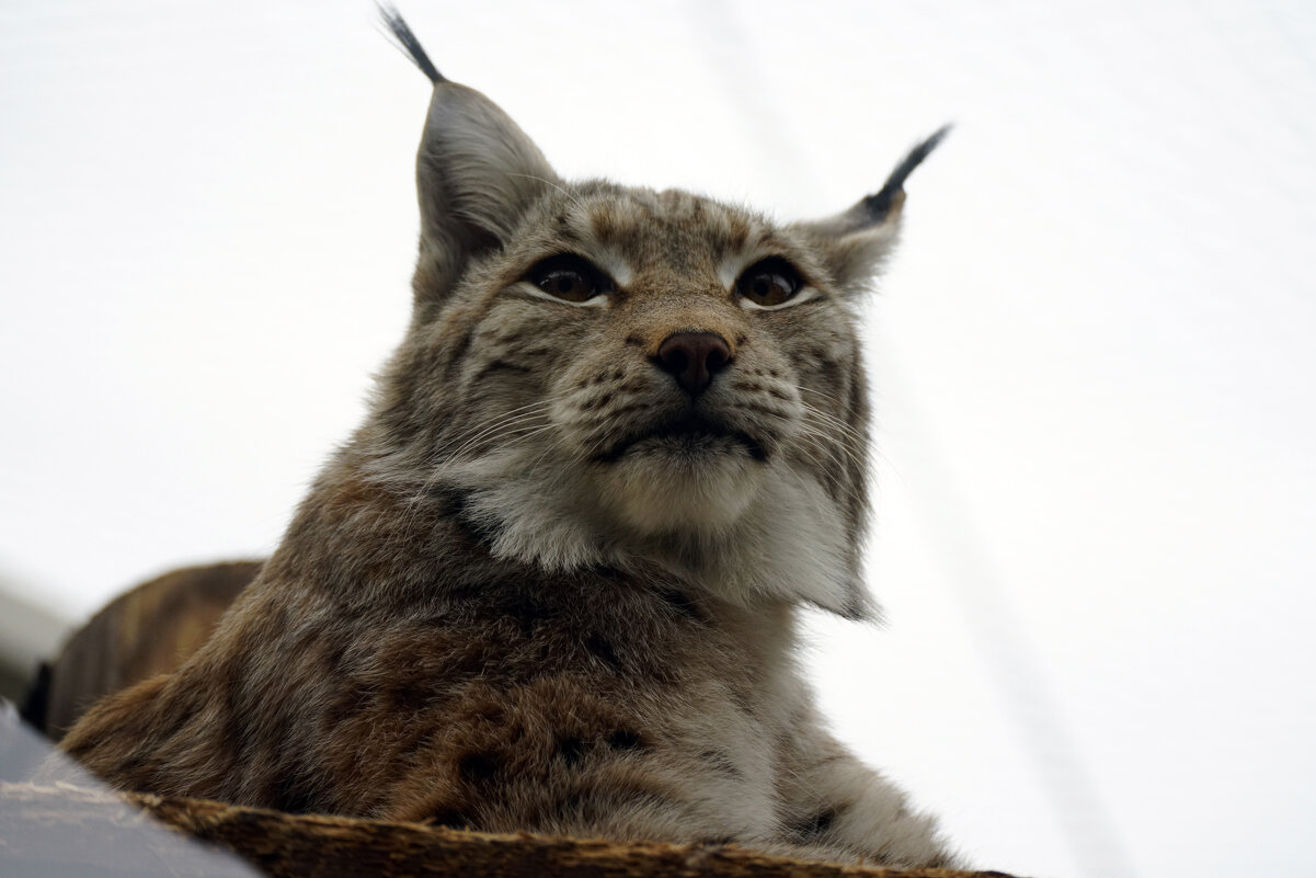 Рысь - Иван Литвинов Рысь - Иван Литвинов