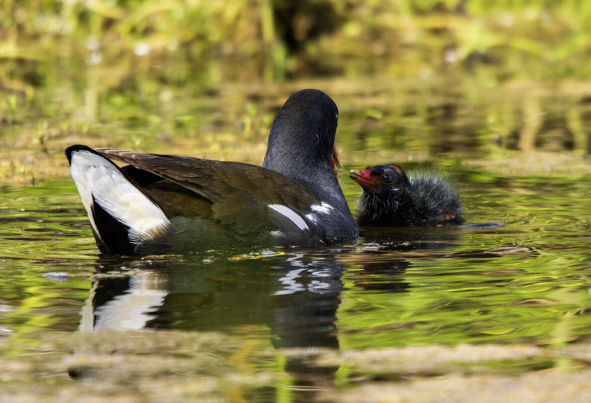 Мама накормит. (Камышница) - Alexander Amromin Мама накормит. (Камышница) - Alexander Amromin