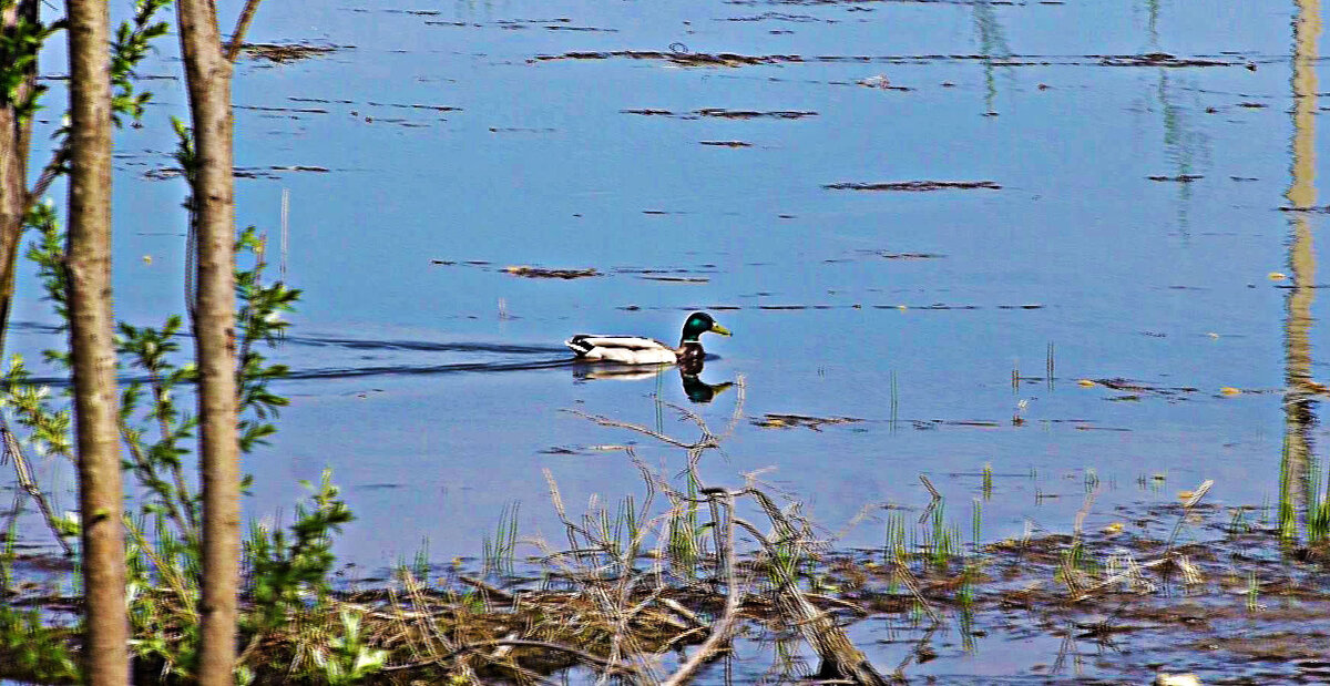 Май...Кряква на протоке Сырой Аган. - Владимир 