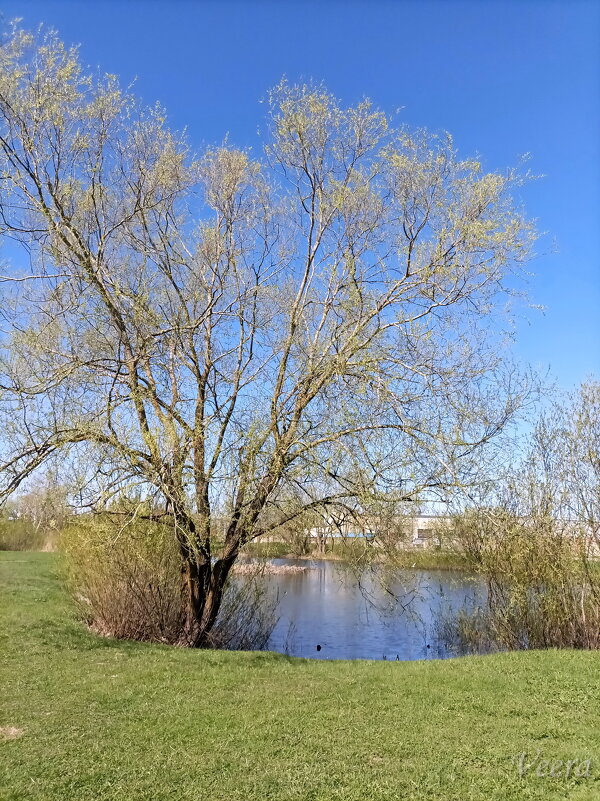 Прогулка у пруда - Veera V