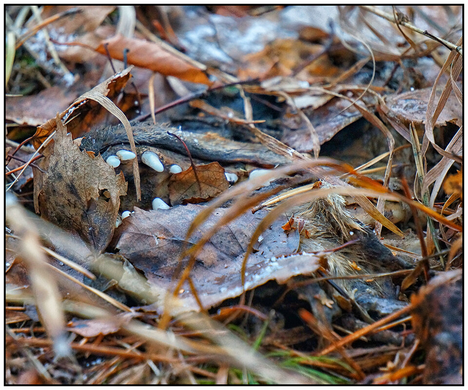 *** - Алексей Карташев