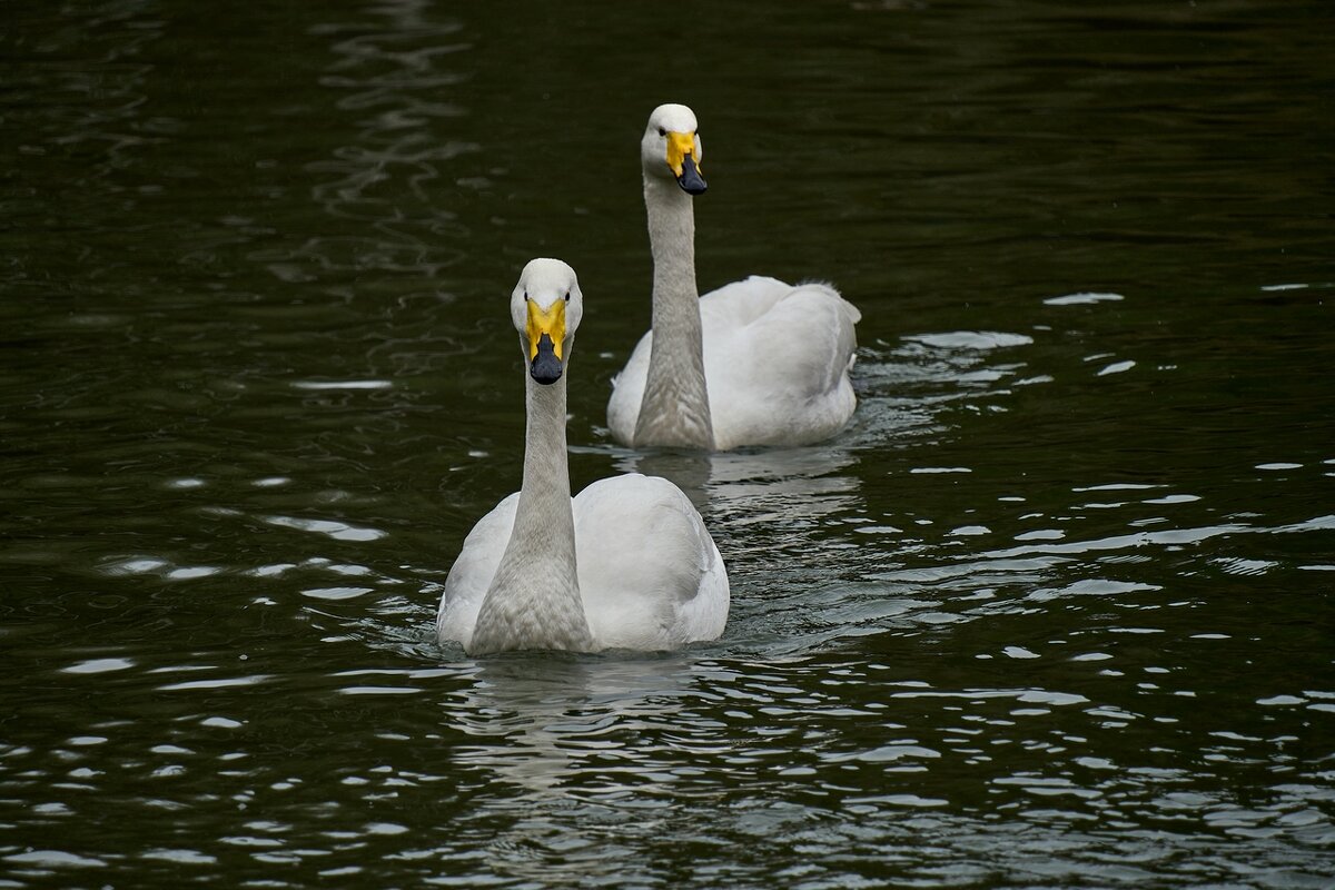*** - Владимир 