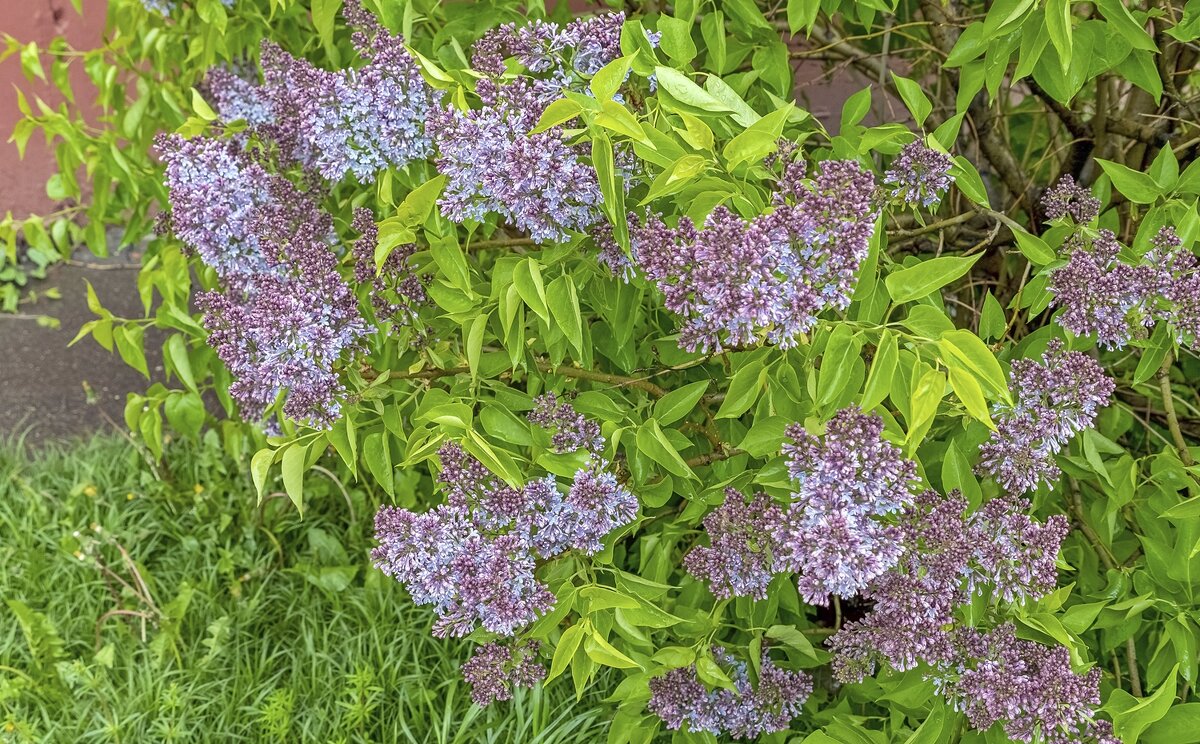 Цветёт сирень - Валерий Иванович Цветёт сирень - Валерий Иванович