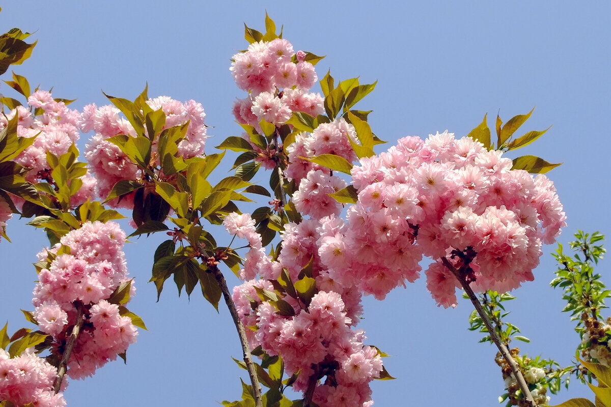 Розовое чудо - Фёдор Меркурьев