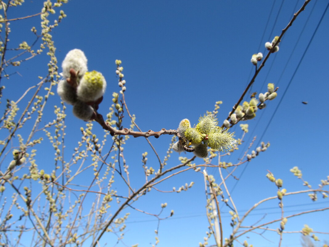 так начинался апрель - Елена Шаламова