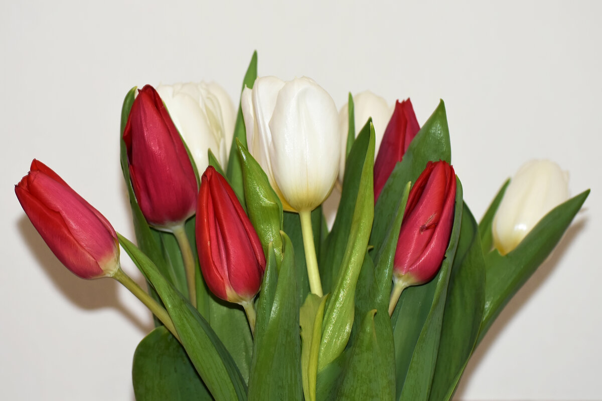 Тюльпаны. - Наташа ***** Тюльпаны. - Наташа *****