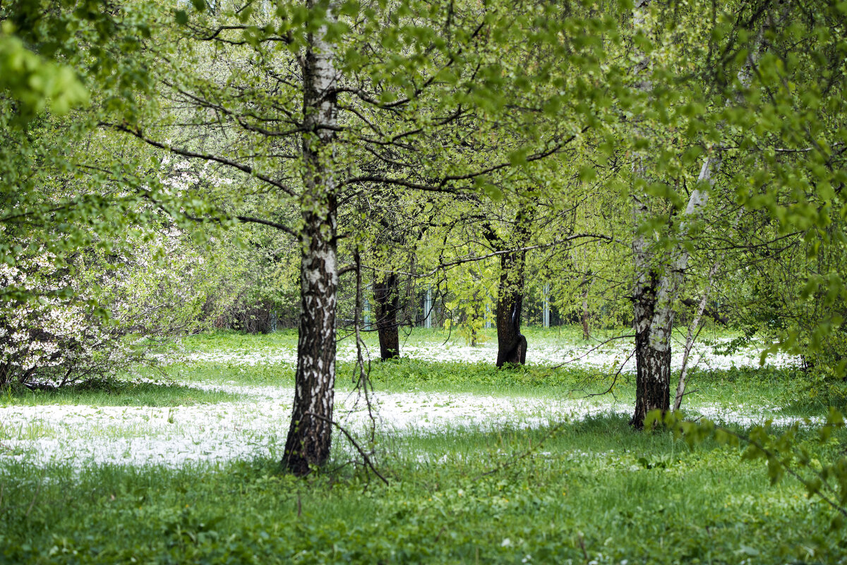 Снег в мае. - Владимир Безбородов Снег в мае. - Владимир Безбородов