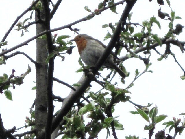 Заряночка - Дмитрий Никитин