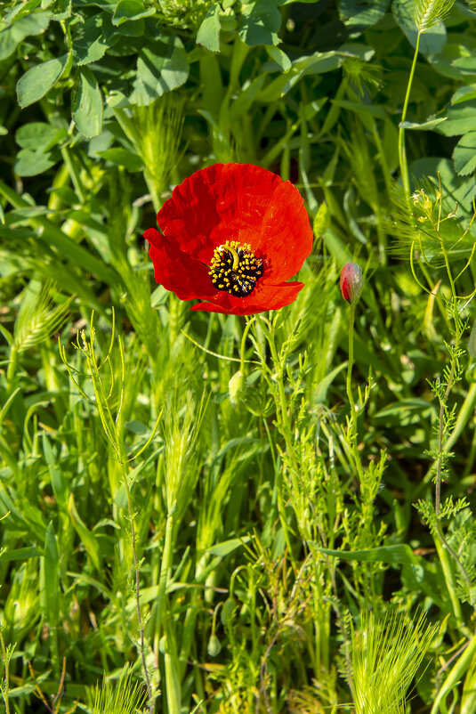 Мак - Анатолий Чикчирный