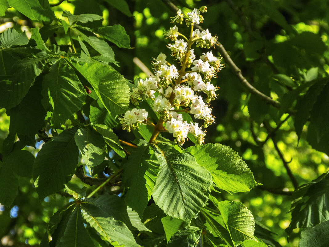 Каштаны цветут - Валентин Семчишин