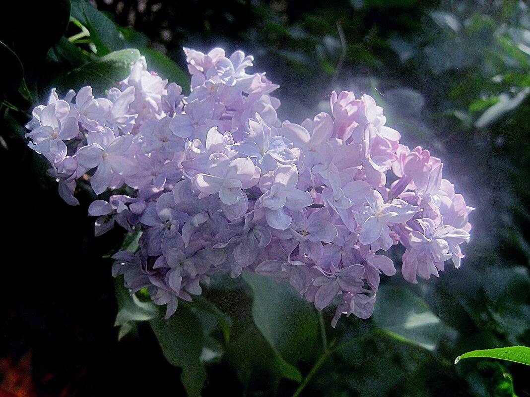 Нежность сирени - Елена Семигина