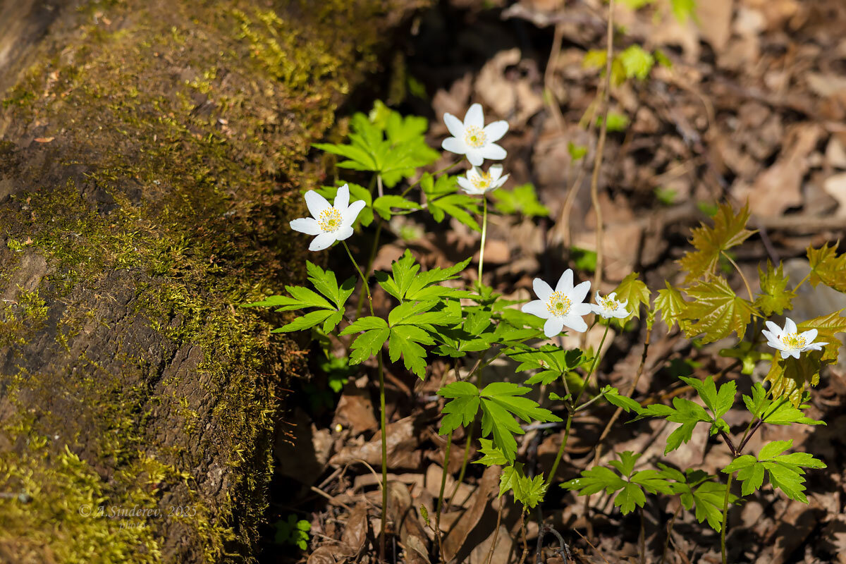 Ветреница дубравная около бревна - Александр Синдерёв