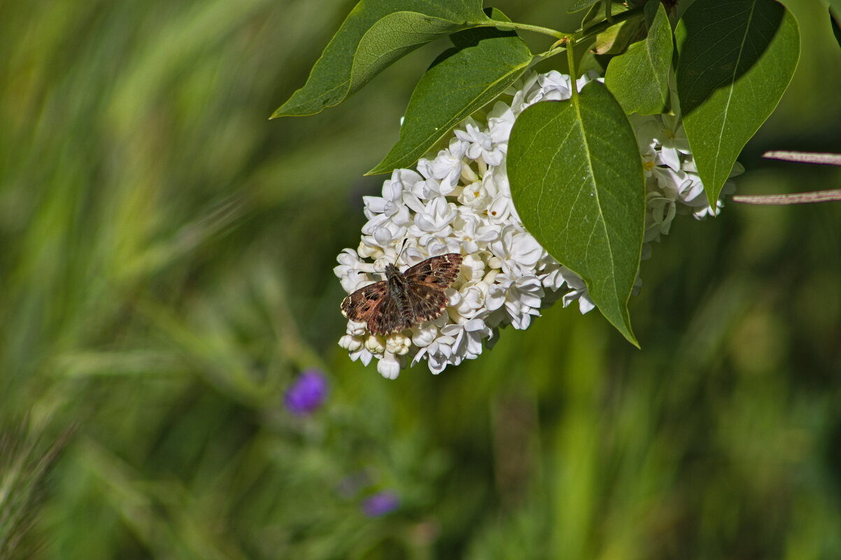 Чешуекрылые - Giant Tao / Чешуекрылые - Giant Tao /