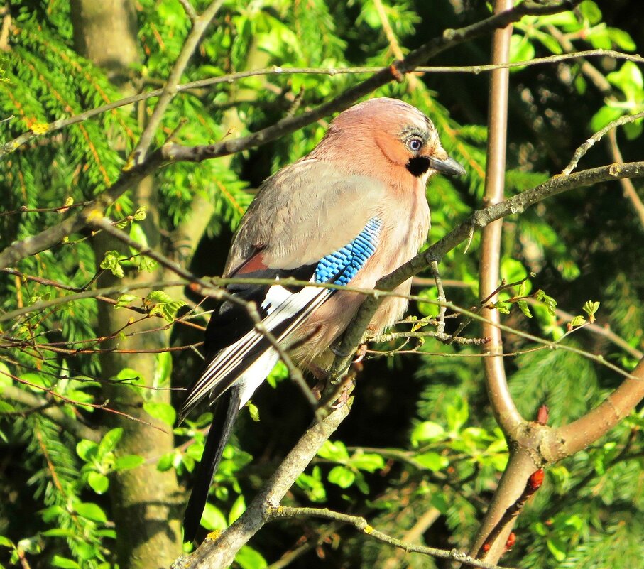 Задумалась... - Андрей Снегерёв Задумалась... - Андрей Снегерёв