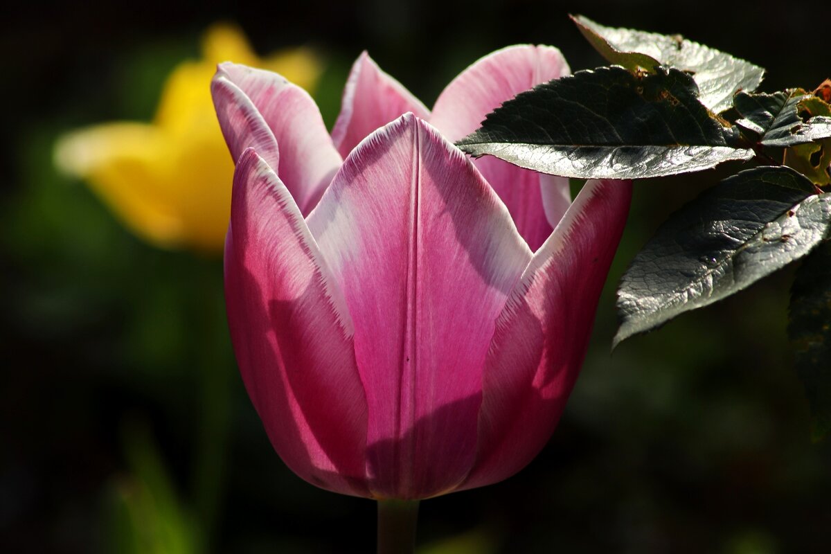 О весне - Юрий. Шмаков О весне - Юрий. Шмаков