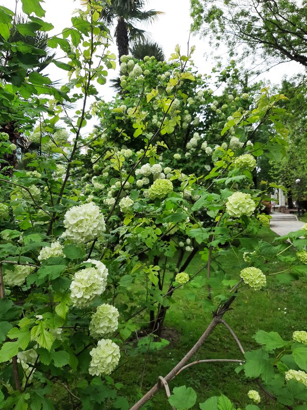 Калина Бульденеж - Tata Wolf