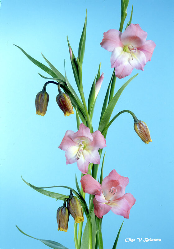 Весенний букет - Ольга Бекетова