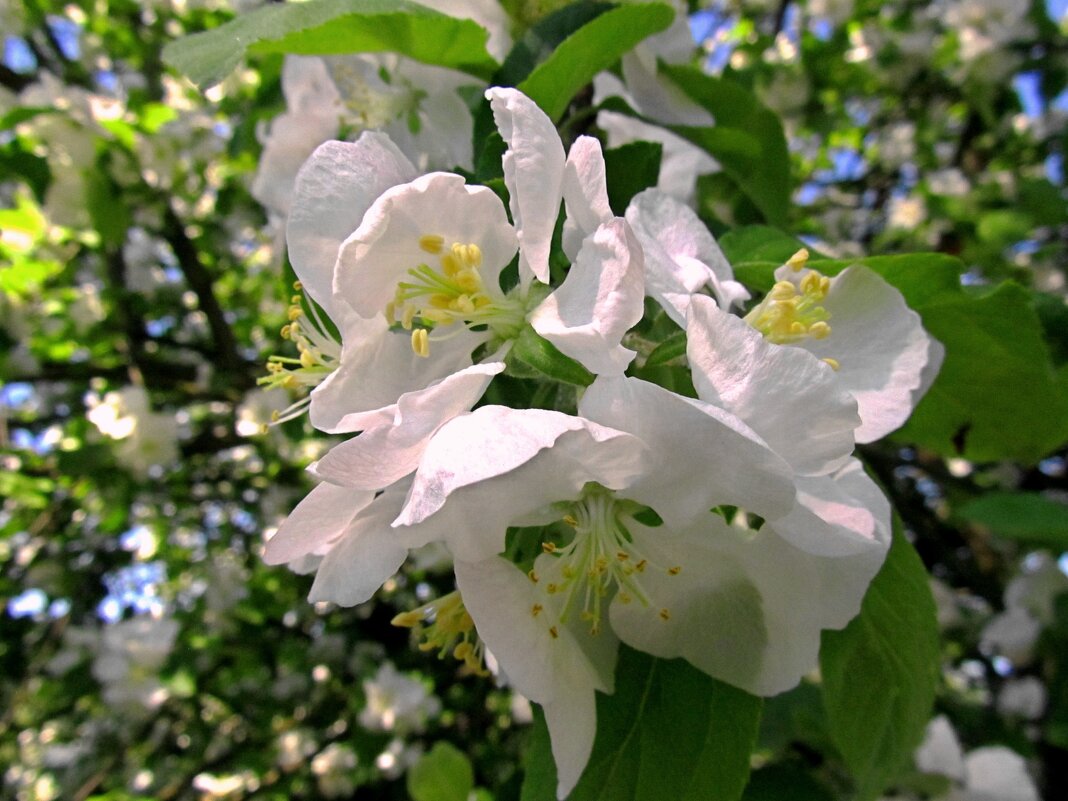 Весеннее цветение - Сергей Карачин Весеннее цветение - Сергей Карачин