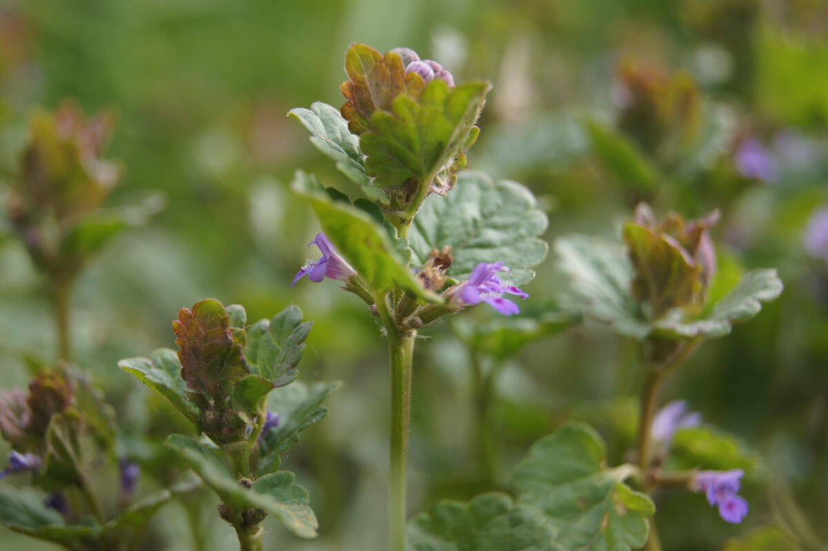 Будра - Глеб 