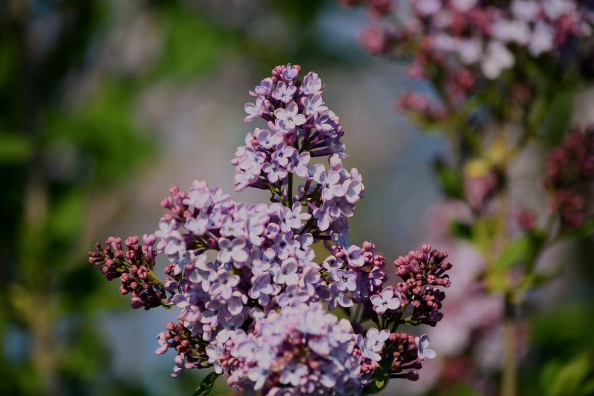 Цвет настроения сиреневый)) - Татьяна Евдокимова Цвет настроения сиреневый)) - Татьяна Евдокимова