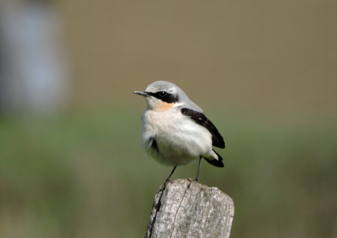 Каменка обыкновенная - Ната Волга