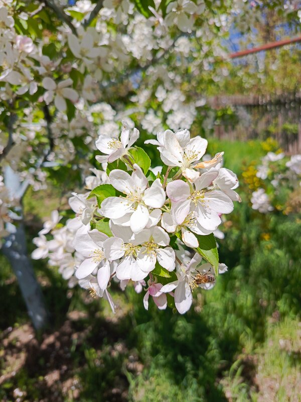 Яблони в цвету - Татьяна Пальчикова