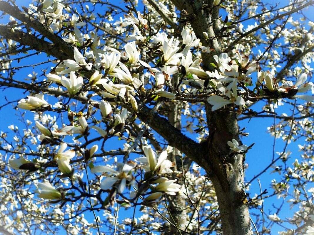 Цветёт магнолия звёздчатая - Aida10 Цветёт магнолия звёздчатая - Aida10