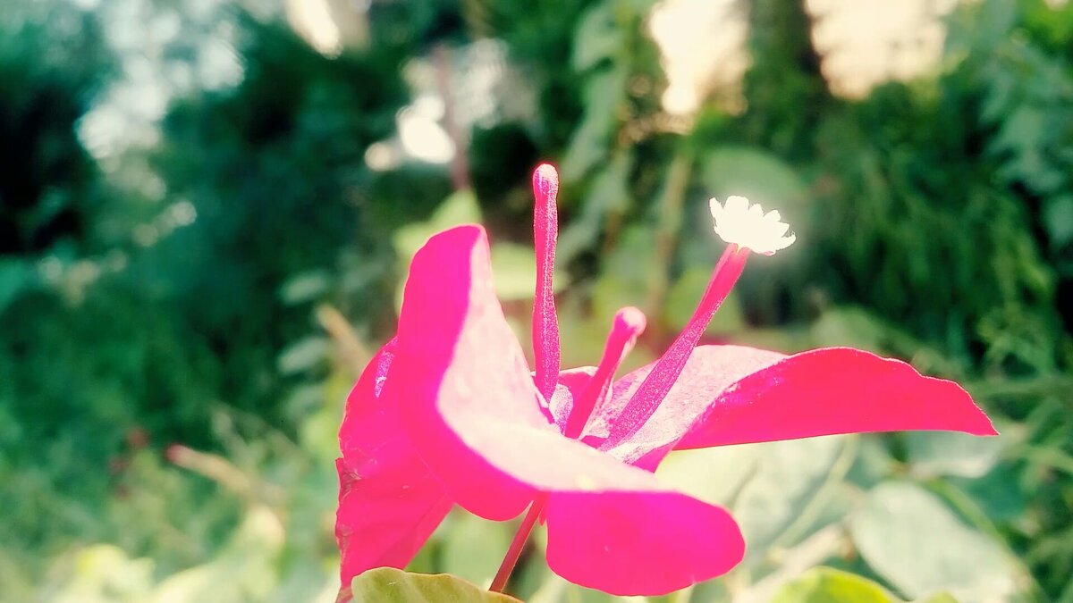 111 (80) - СТРЕН 