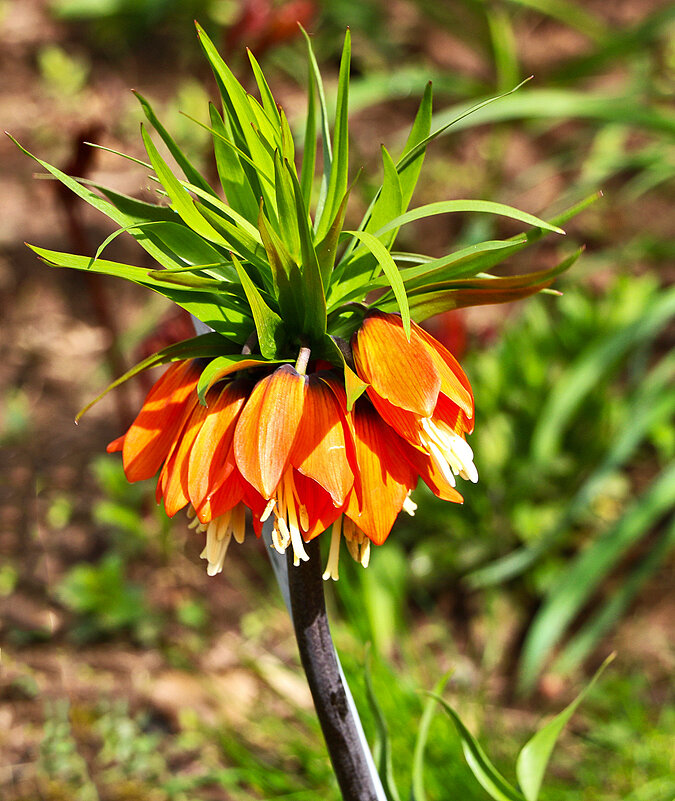 уже рябчики - Светлана 