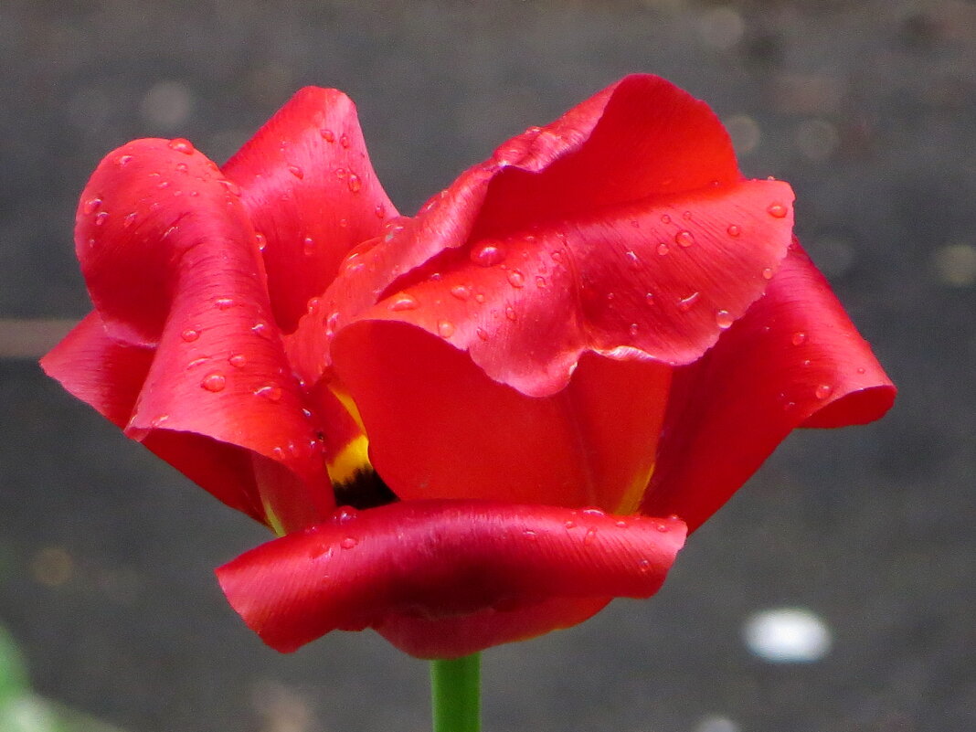 Первомайский тюльпан - Александр Чеботарь Первомайский тюльпан - Александр Чеботарь