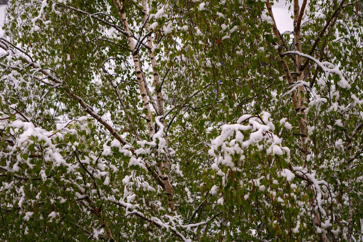Берёзы - Сергей Золотавин Берёзы - Сергей Золотавин