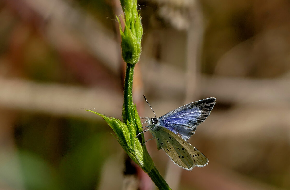бабочки, снятые 2 мая 9 - Александр Прокудин бабочки, снятые 2 мая 9 - Александр Прокудин