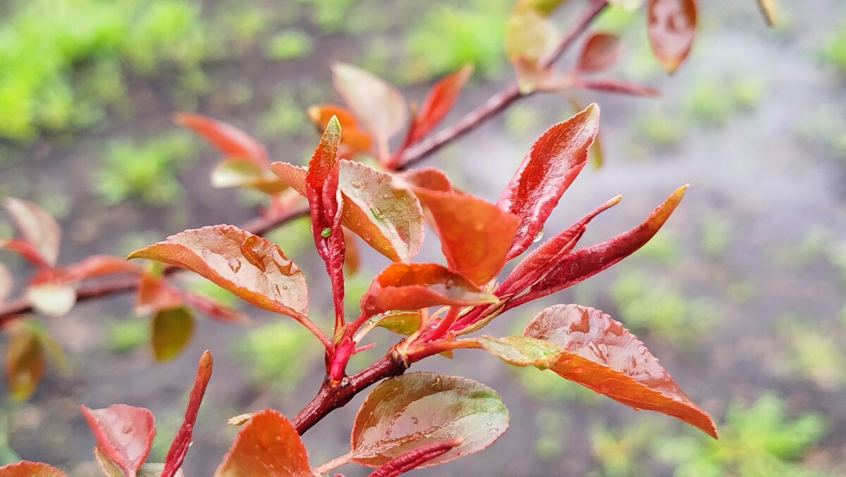 Мокрые листочки - светлана льдокова Мокрые листочки - светлана льдокова