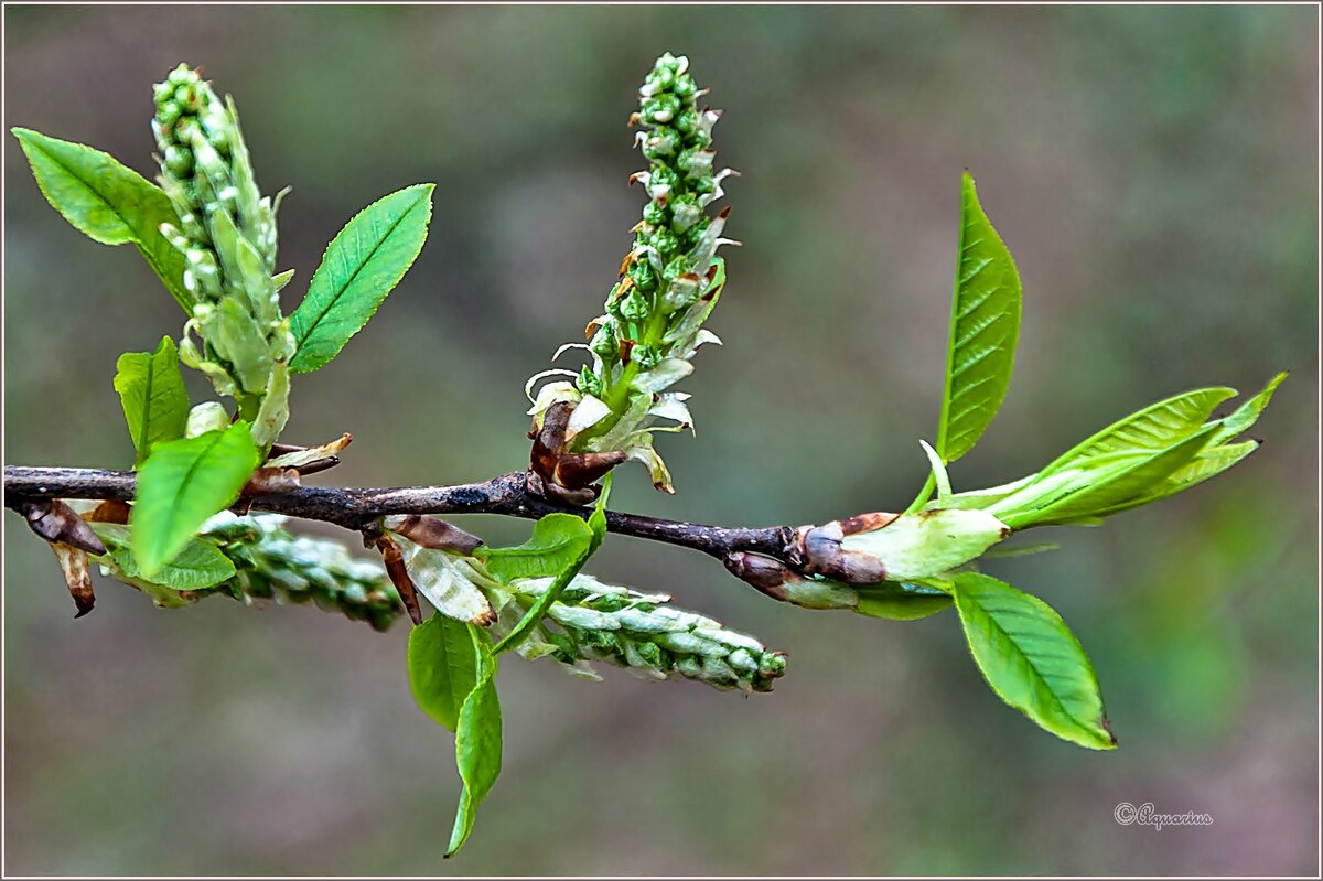 Май, начло... - Aquarius - Сергей Май, начло... - Aquarius - Сергей