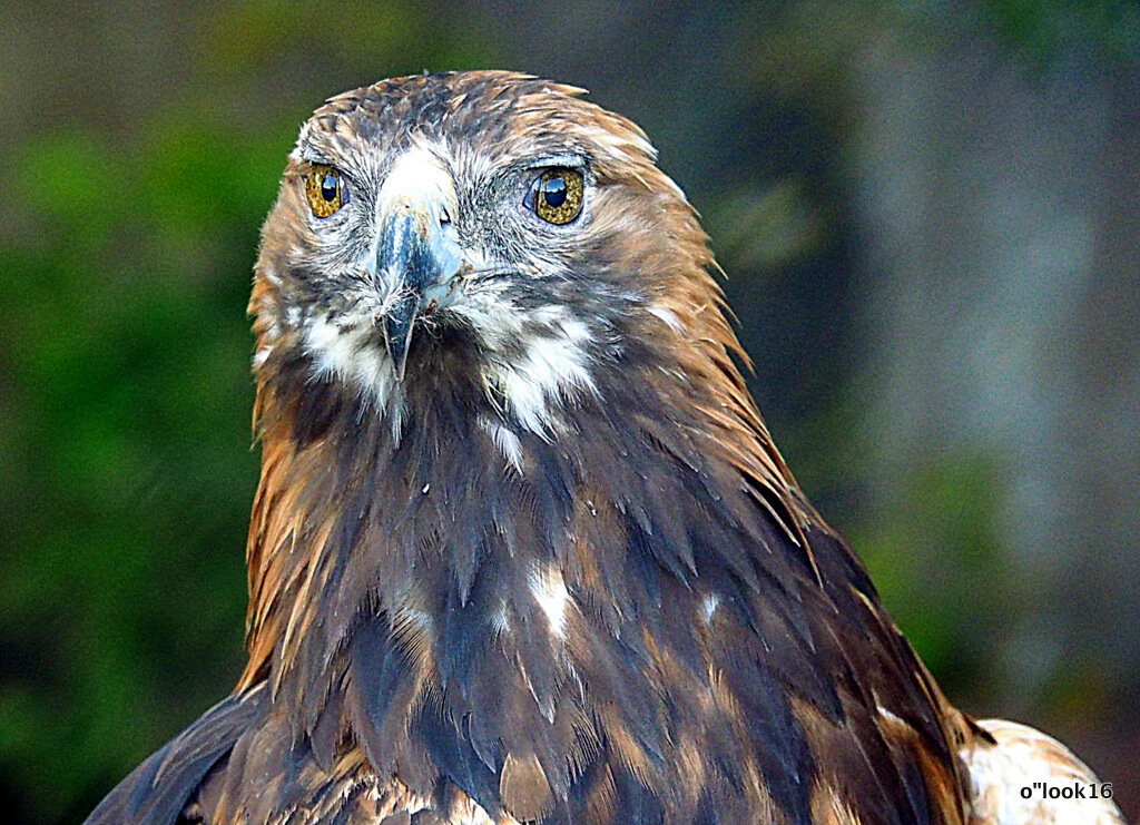 поймать взгляд хищника - Олег Лукьянов
