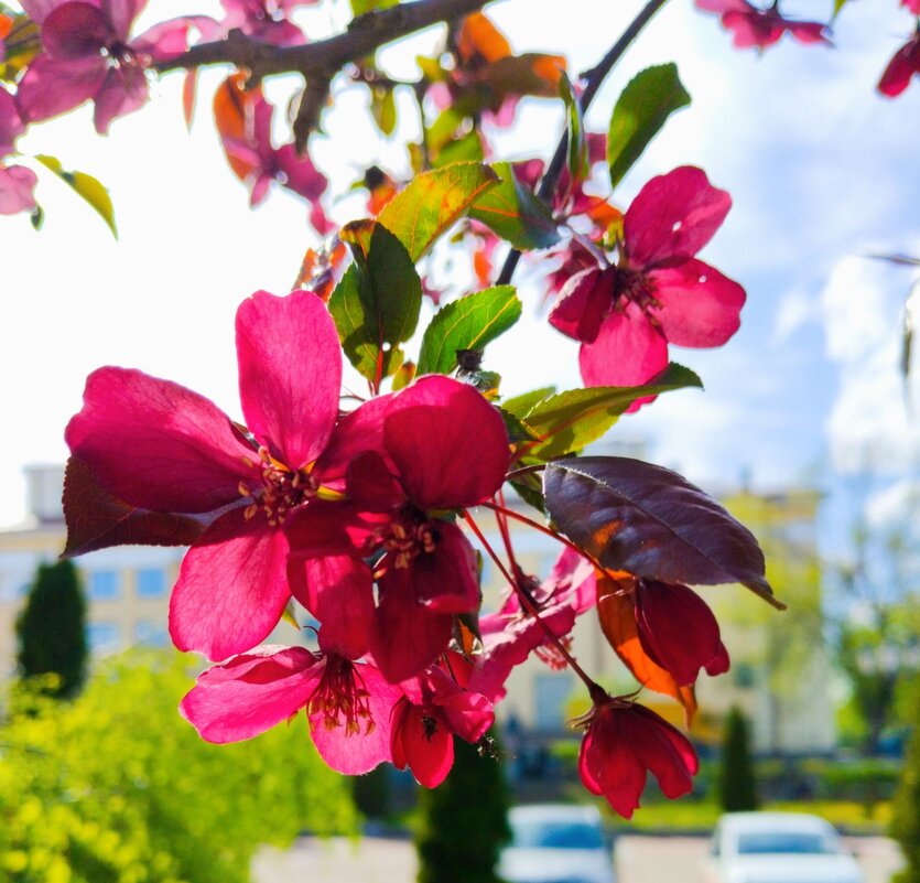 Не хуже сакуры) - Галина Бобкина
