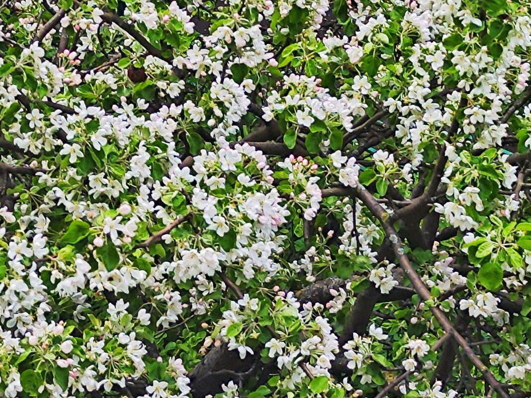 Яблоня цветет - Алексей Архипов