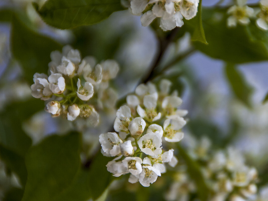 Черёмуха 3 - Елена Пономарева Черёмуха 3 - Елена Пономарева