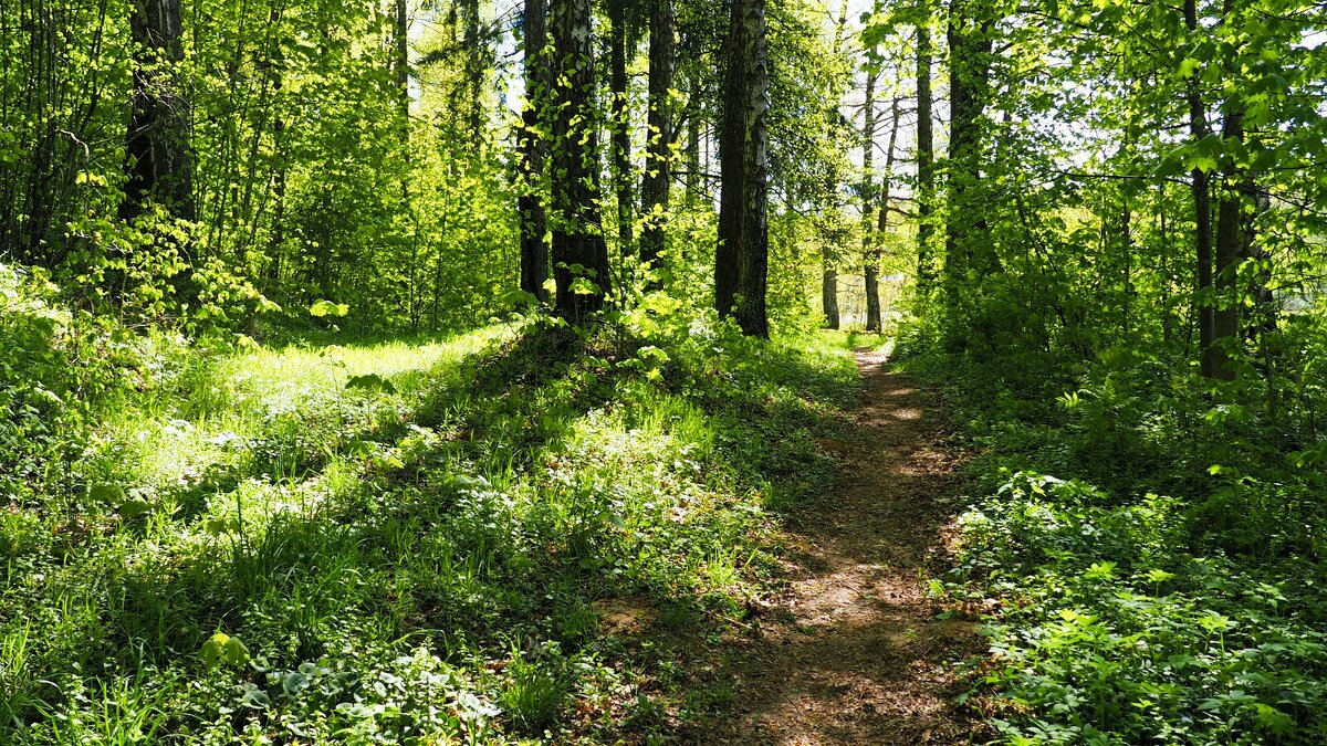 Лес во власти зелени. - Милешкин Владимир Алексеевич 