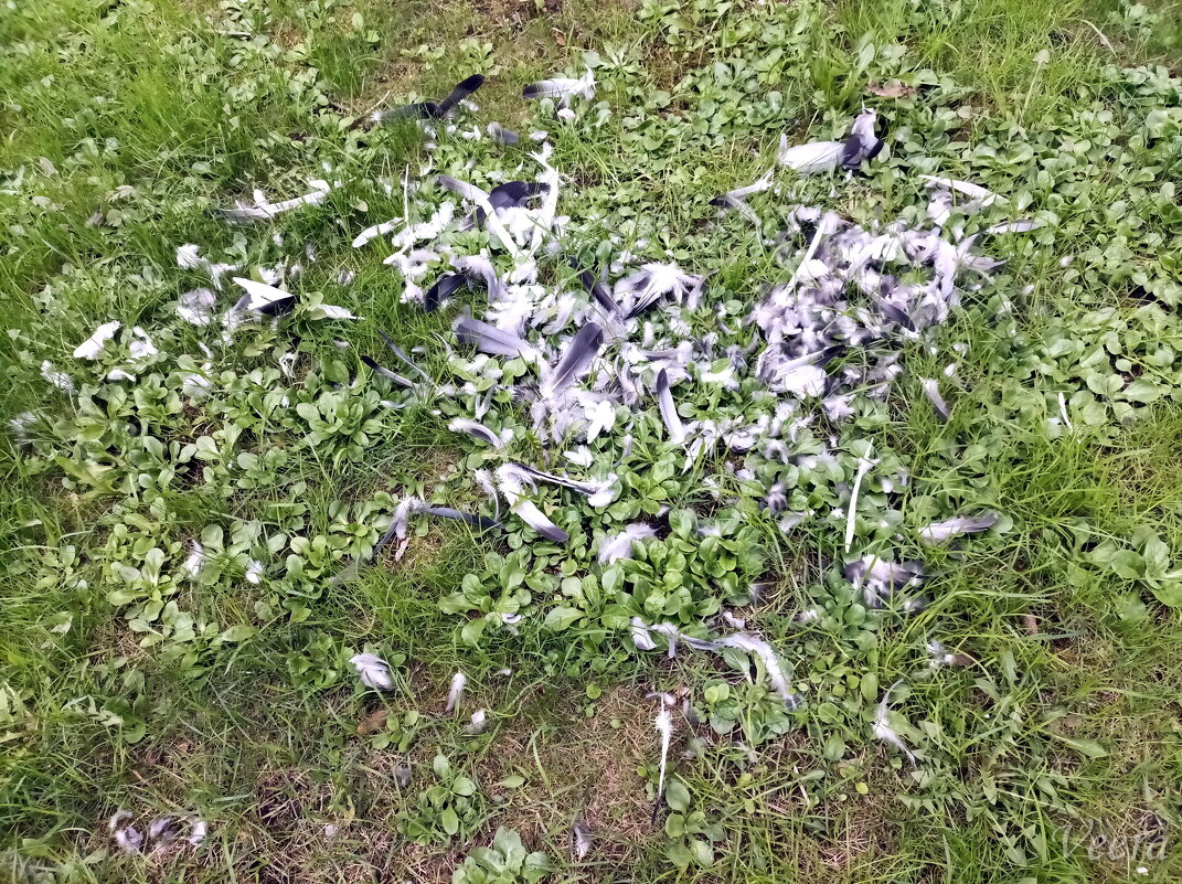 Перышки - Veera V Перышки - Veera V