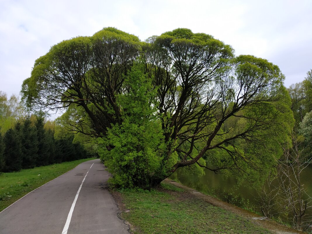 "... дерево там ТАКОЕ!" - Андрей Лукьянов