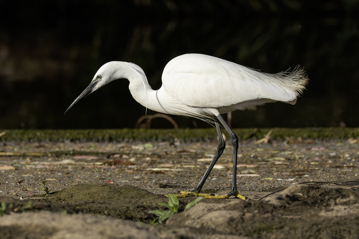Малая белая цапля. - Alexander Amromin Малая белая цапля. - Alexander Amromin
