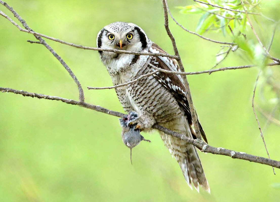 Охотница - Михаил Белоусов Охотница - Михаил Белоусов