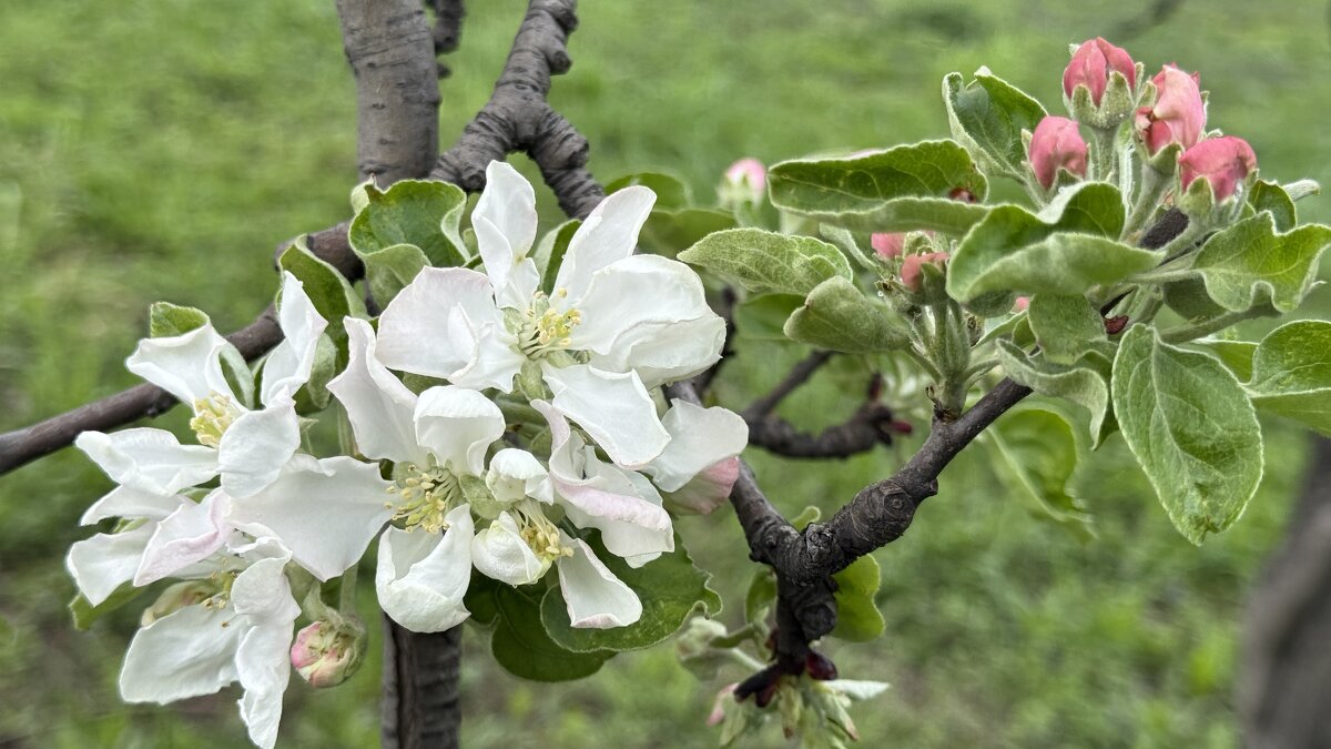 Яблоня - <<< Наташа >>>