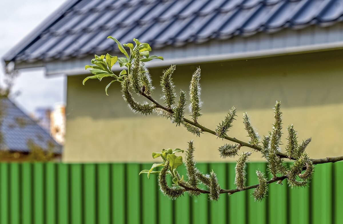 Полетел пух - Валерий Иванович Полетел пух - Валерий Иванович