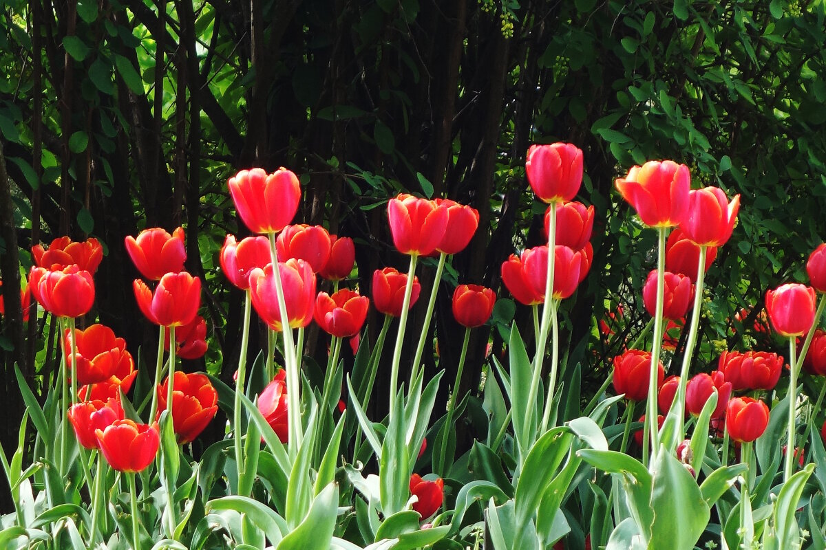 Тюльпаны - Рита Симонова