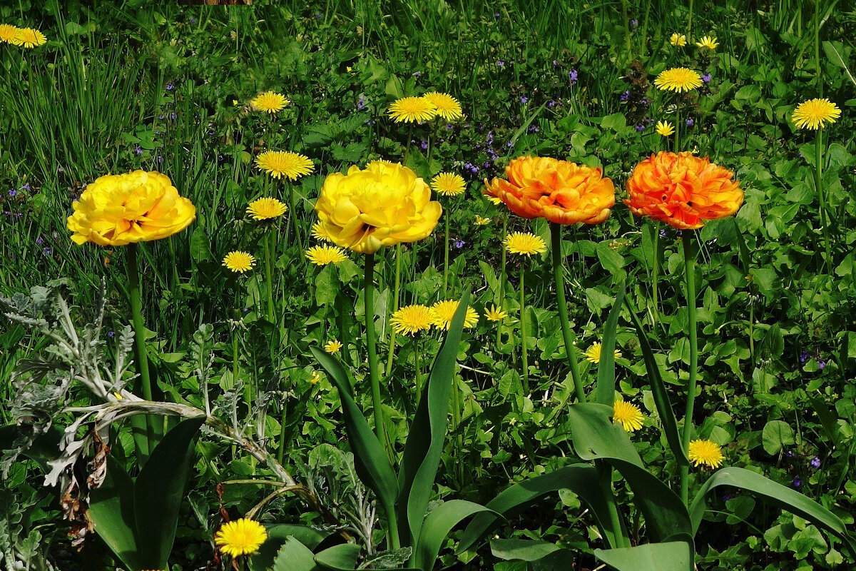 Тюльпаны - Рита Симонова Тюльпаны - Рита Симонова