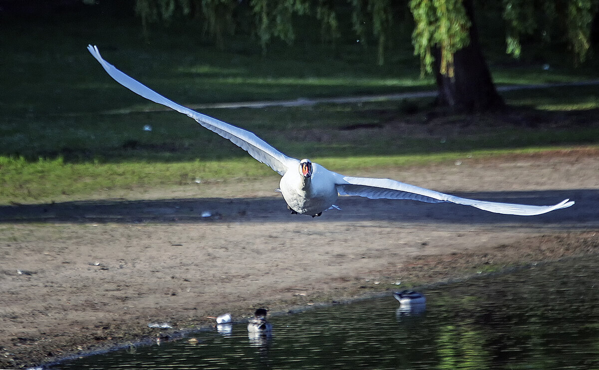 ***** - Андроник Александр 