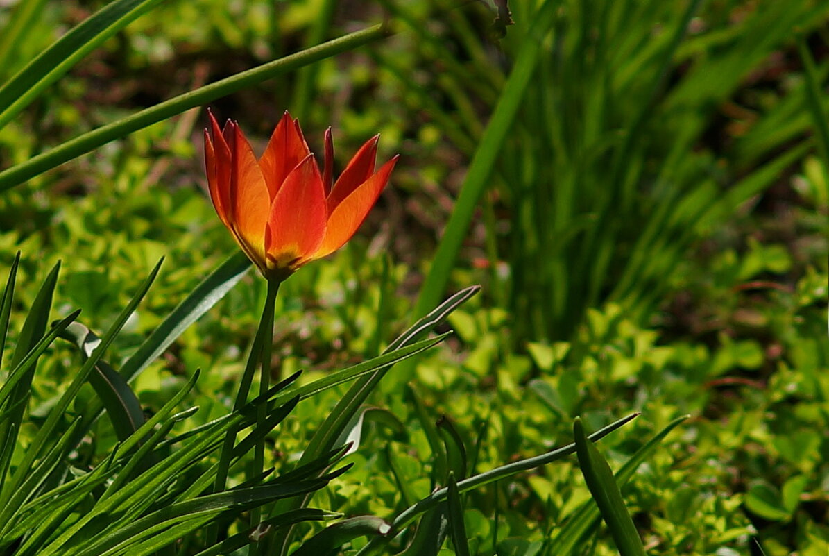 Один в поле... - Николай Саржанов Один в поле... - Николай Саржанов